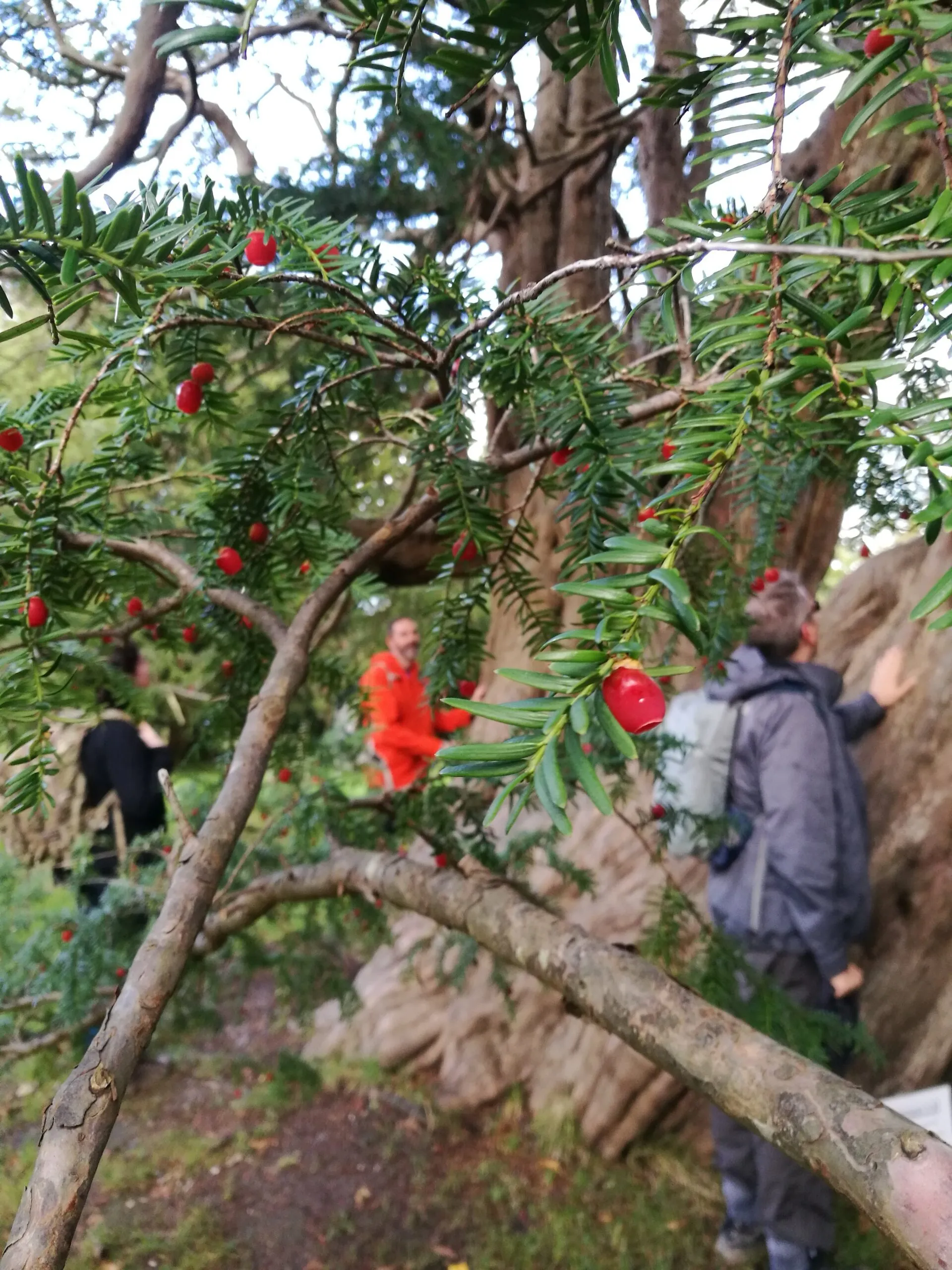 Red berries on a yew tree, with team members behind