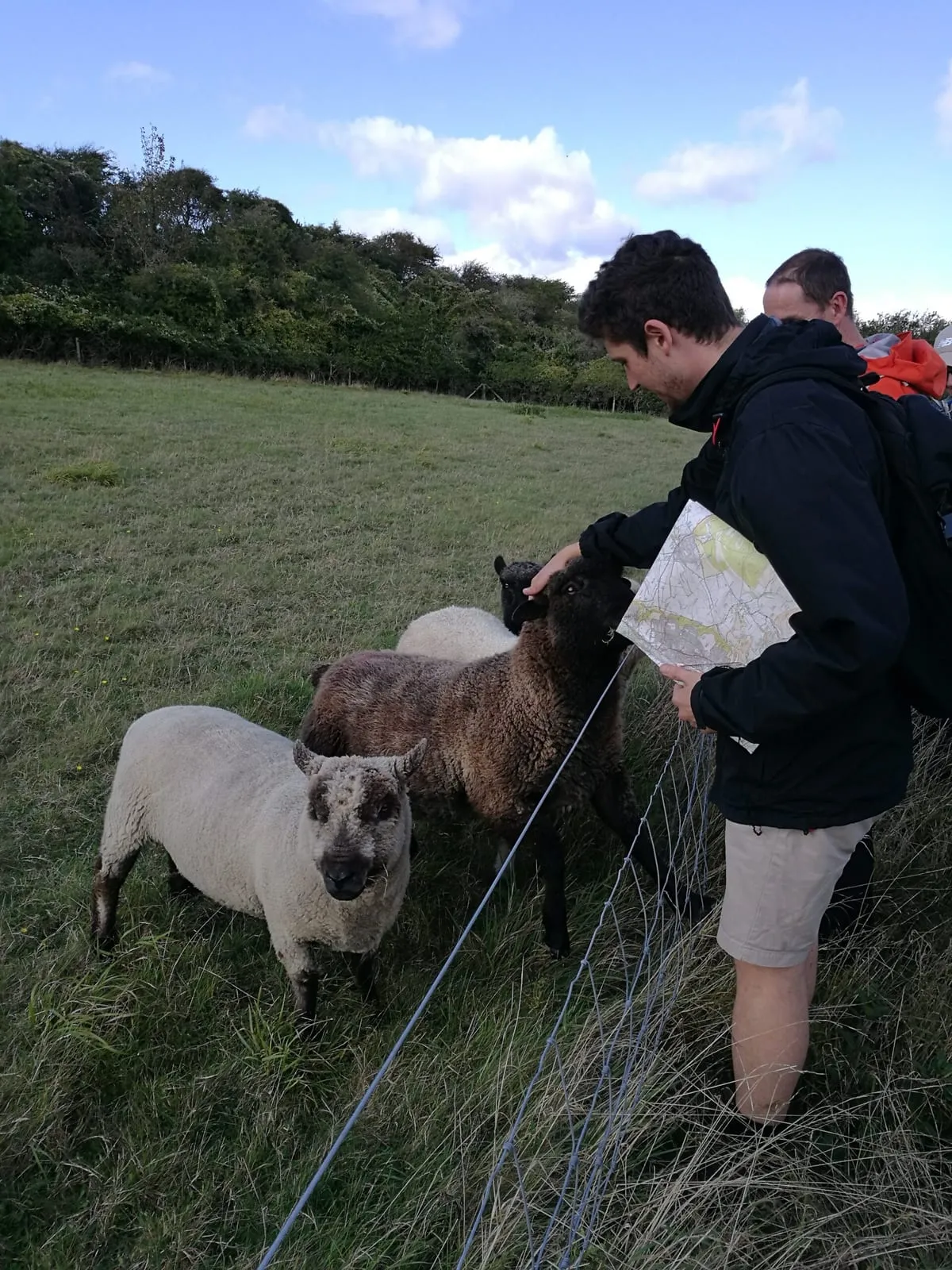 A team member greeting sheep beside a field fence