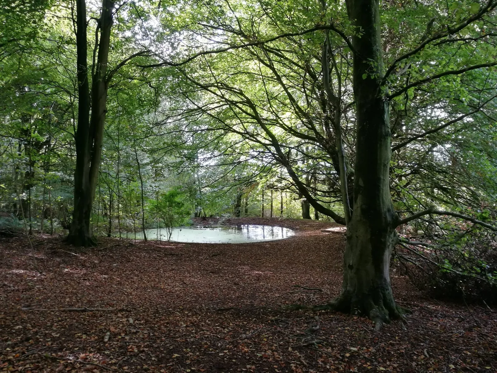 A woodland pond beneath a canopy of trees